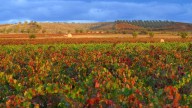 Cariñena, tradición, paisaje y vanguardia en el corazón del vino aragonés