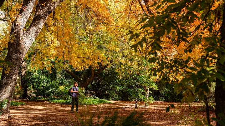 Here’s where to see fall foliage in Arizona