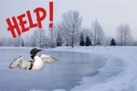 Maine Loon Rescued From Ice as Sudden Cold Snaps Freeze Lakes