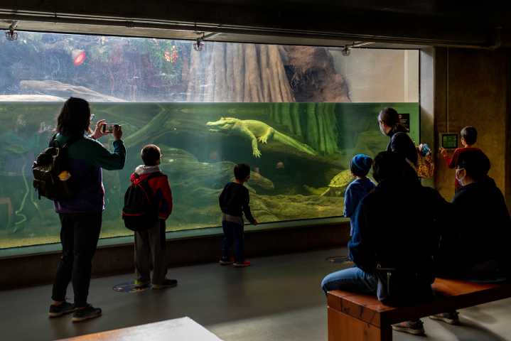 RIP, Claude: Beloved albino alligator at Cal Academy of Science in SF dies at 30