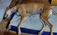 Rescataron a un galgo maltratado a 70 kilómetros de Neuquén