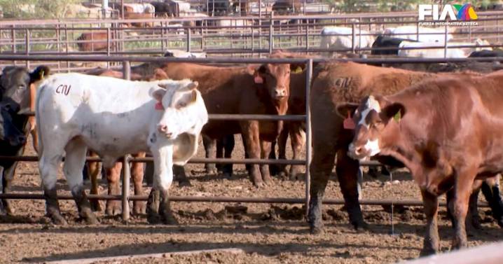 Gusano barrenador: la crisis que “se dejó entrar” y hoy cuesta millones