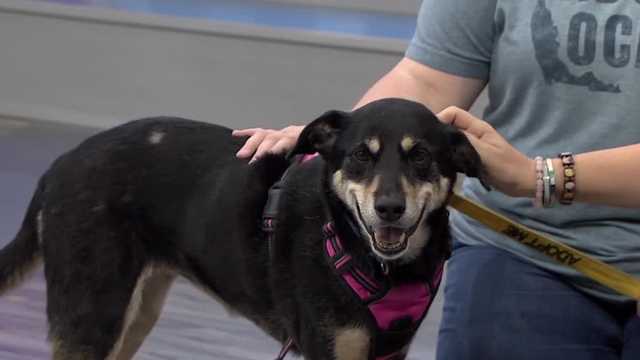 Zoe at the SPCA of Brevard is looking for a home