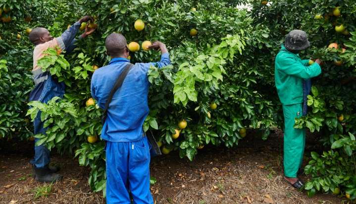 El optimismo sobre la agroindustria sudafricana mejora tras dos trimestres de caídas