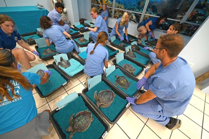 Llegan a Florida tortugas marinas lora para recuperarse del frío extremo del norte de EE.UU.