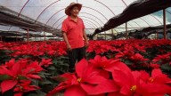 Producir nochebuenas en la CDMX toma un año, asegura un productor de Xochimilco