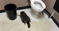 'Drunk' raccoon trashes liquor store and passes out in toilet