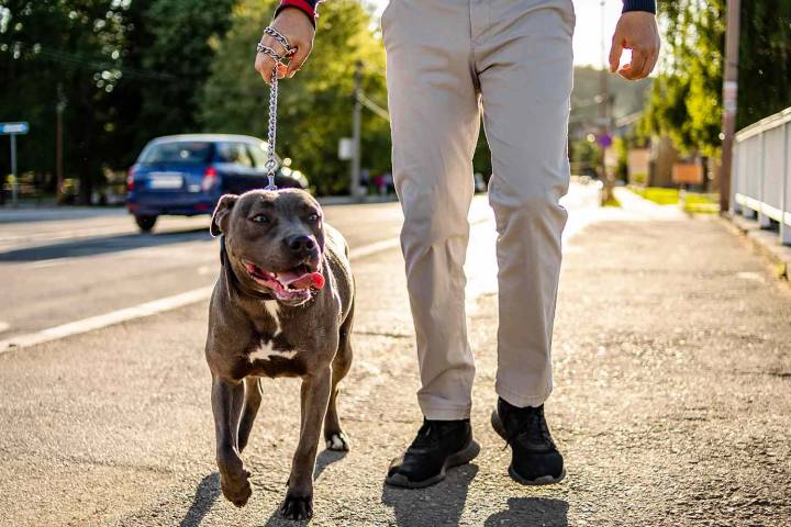 New Mom Says She Doesn’t Want to Go on Vacation If Her Brother Brings His Pit Bull