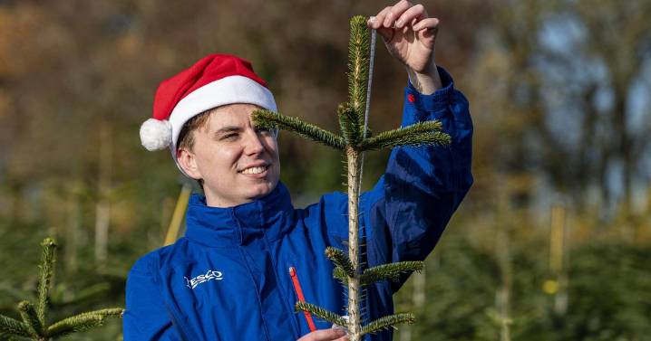 Tesco giving away free 'wonky' Christmas trees at London stores for one day only
