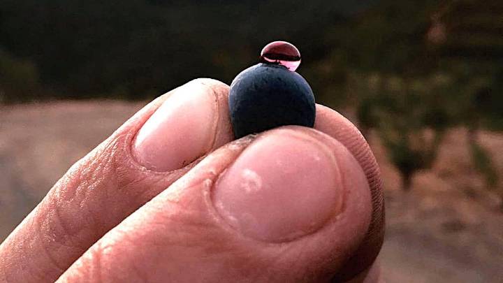 ¿Cuáles son los mejores vinos de Catalunya para regalar estas fiestas según 'Forbes'?