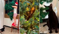 El árbol vs. “La gata loca”: la pelea navideña que se volvió furor en TikTok