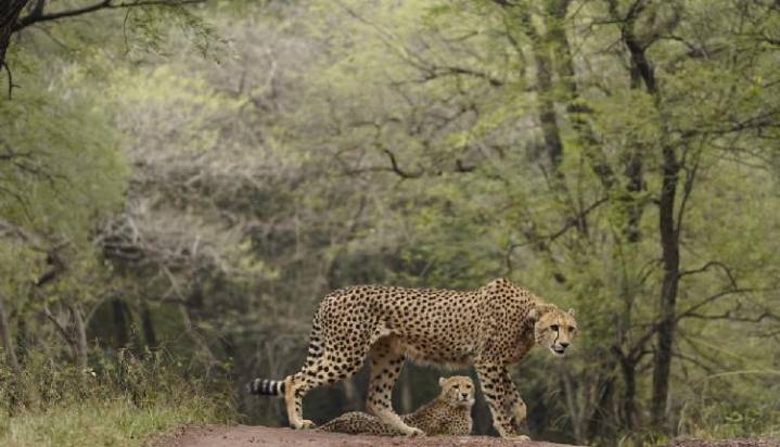 ‘India Is Proud To Be Home To Several Cheetahs’: PM Modi Recalls Efforts To Revive Lost Ecological Heritage