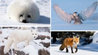 5 Rare Animals You Can Mostly See Only During Winter