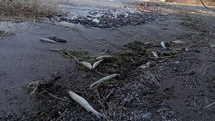 Qué dice el informe que presentó la UNCuyo sobre los peces muertos en San Juan