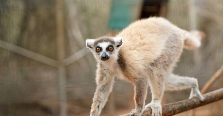 Miharingana ny gidro maneran-tany. Ity no hany fomba hamonjena azy ireo.