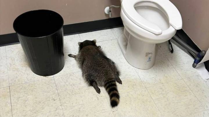 Raccoon goes on drunken rampage in liquor store and passes out on bathroom floor