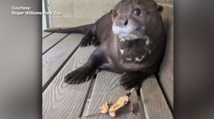 Roger Williams Park Zoo announces passing of giant otter Fernando