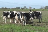 Polémico debate por una tasa a la emisión de gases vacunos: un dirigente rural le respondió a la diputada que ideó el proyecto