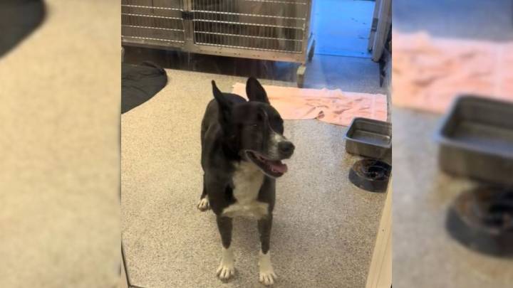 California Dog Watches Families Walk Past His Kennel, Then Volunteers Notice Him Fading Away