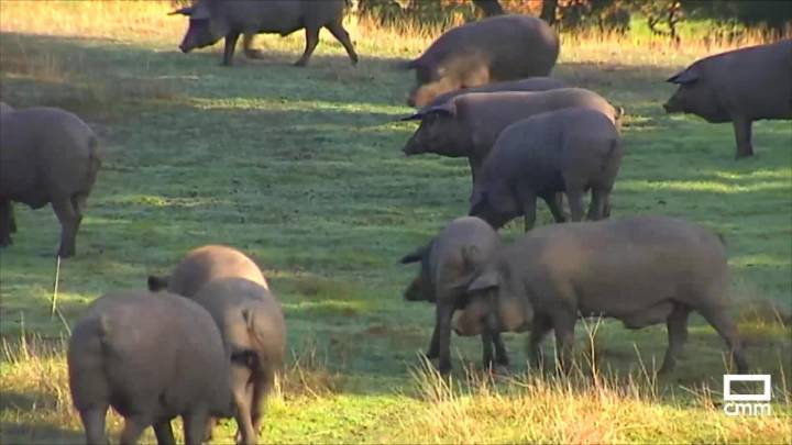 Preocupación en el sector del ibérico por por la peste porcina