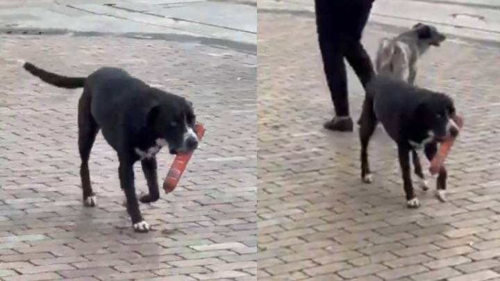 Perrito se viraliza tras “robarse” un salchichón en un D1 de Antioquia: el video que hizo reír a miles