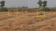 Farmer couple encounter leopard on field while returning home, sightings elsewhere too