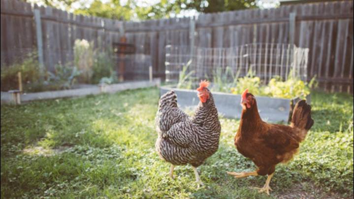 Backyard flock owners urged to guard against avian influenza during migration season