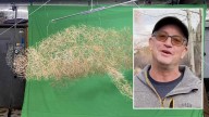Jackson Artist Commissioned To Create Giant 70-Foot Whale Out Of Tumbleweeds