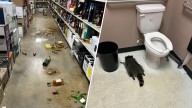 Raccoon found passed out in liquor store bathroom after breaking in