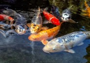 Man who helped steal 85 koi from California restaurant’s pond pleads guilty to grand theft