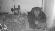 Video shows 500-pound bear sneak underneath California home