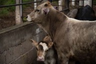 México declara emergencia nacional por plaga del gusano barrenador