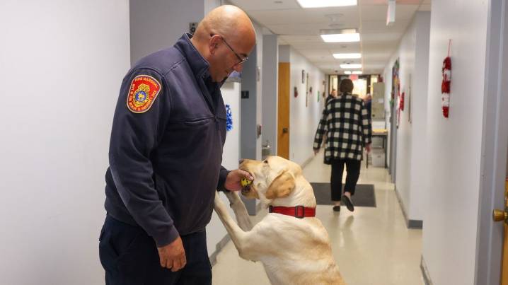 Accelerant-sniffing dog Jimmy helping Suffolk County fire marshals with arson investigations