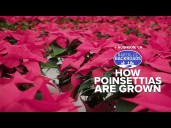 Step inside the Central Valley greenhouse filled with 40,000 poinsettias
