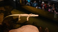 Claude, albino alligator at California Academy of Sciences, dies