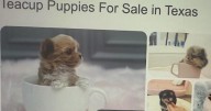 Holiday puppy scam warning after North Texas family loses hundreds of dollars