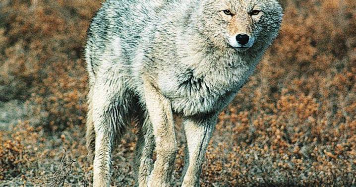 G&F Launches HuntLink Pilot