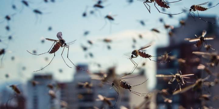 “Catástrofe progresiva”: advierten que el cambio climático impulsa un aumento de enfermedades infecciosas