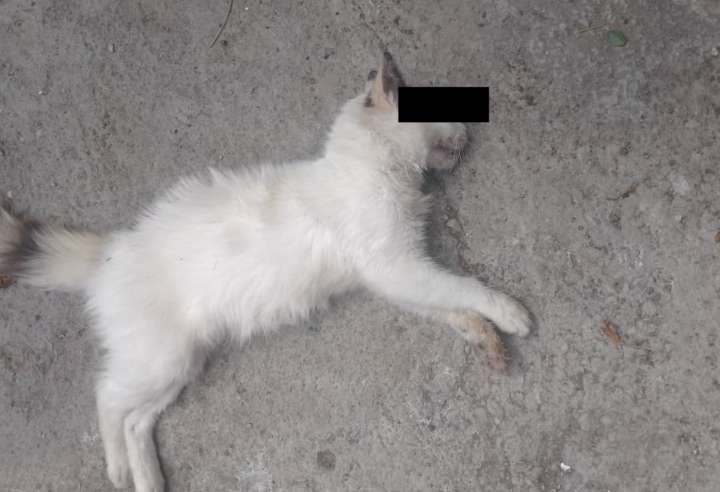 ¡Alarma en Palavecino! Cuatro gatos envenenados en menos de 24 horas en la Urb La Puerta Norte