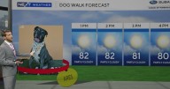 Perfect dog walking weather in South Florida on Thursday
