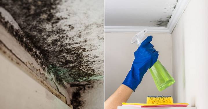 White vinegar can help remove mould from walls effectively, expert says