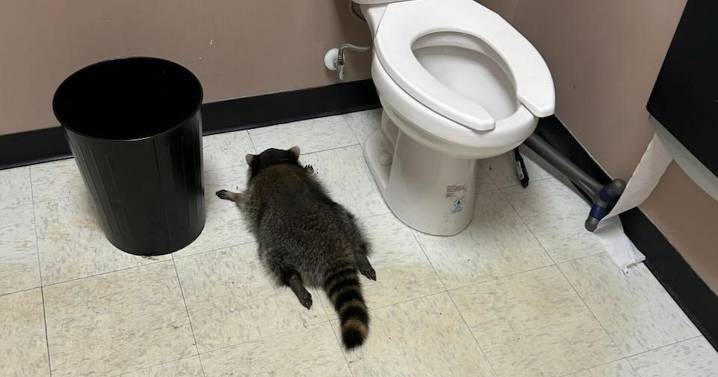 Viral drunk raccoon continues his crime spree with break