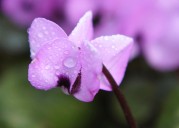 This underappreciated holiday flower has upside