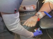 Blood Assurance Warns of Critically Low Supply After Dalton Interstate Crash