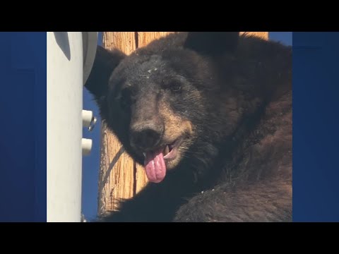 Lineman works to rescue bear on utility pole in Cochise County