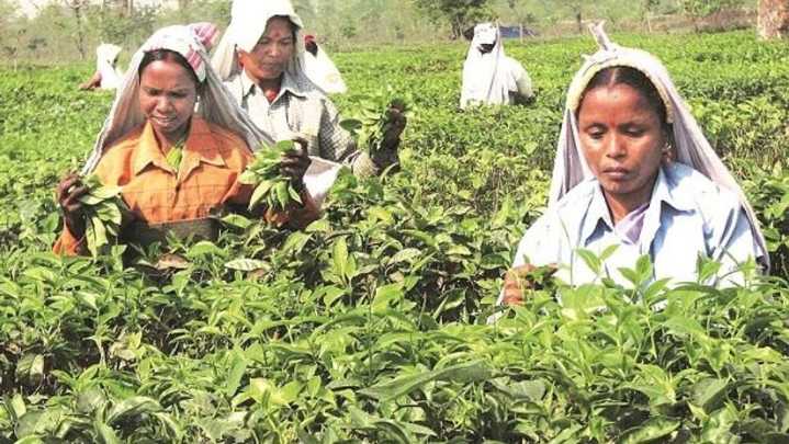 India seeks bigger slice of China’s expanding tea market at buyer