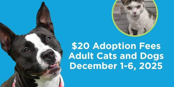 ‘Empty the Shelters’: Cleveland APL reduces adoption fees for adult dogs to $20 through Dec. 6