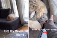 Tears at how deaf and blind 15-year-old dog falls asleep waiting for owner