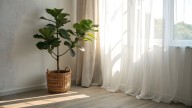 Keep Your Fiddle Leaf Fig Happy & Healthy All Winter With These Smart Tips