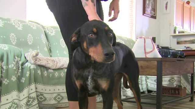 Dog shot five times while on a walk near Rio Rancho